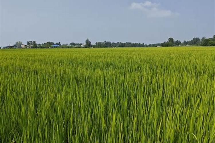 水溶肥品牌哪些好？