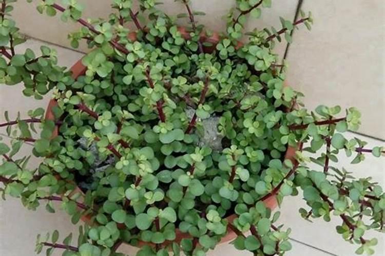 金枝玉叶施肥方法