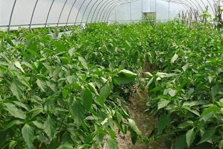 请问？哪个国家的硼肥比较好？