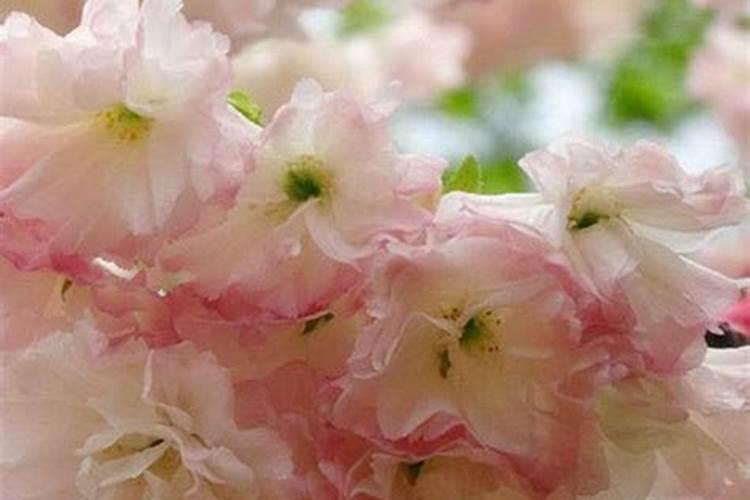 怎样栽种樱花树