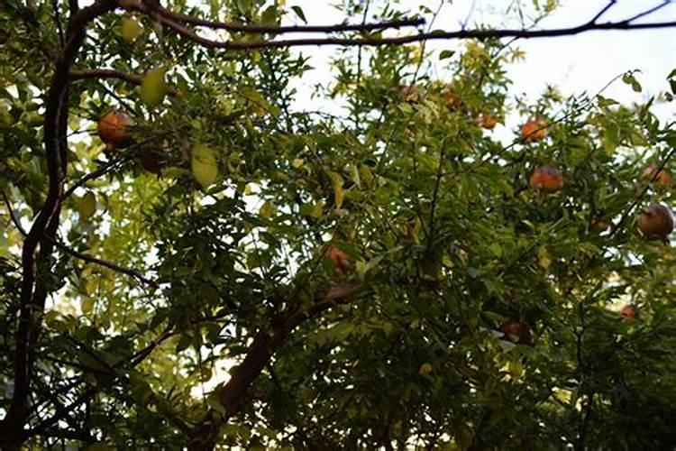 冬季石榴树施肥方法 冬季石榴树如何施肥