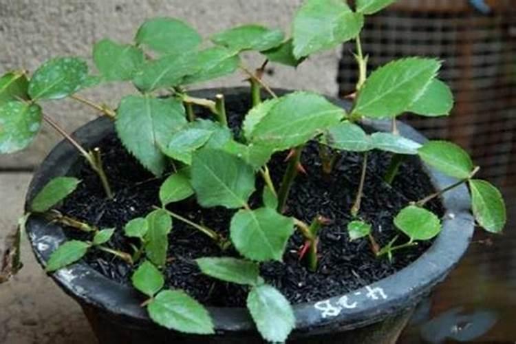 华容黄白菜苔品种特性