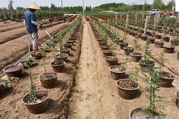 草莓定植后第一次用什么肥？