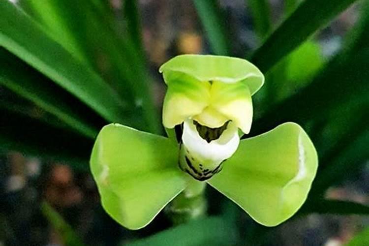 养兰花的方法和注意事项