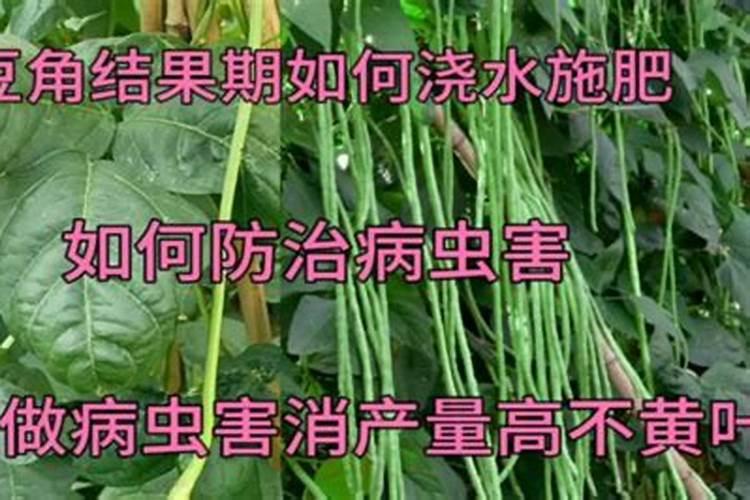 豇豆追肥用什么肥料好