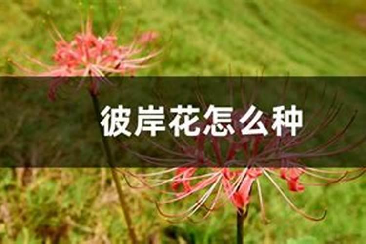 怎么给彼岸花施肥