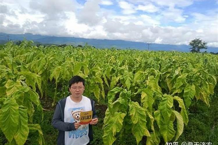 烤烟什么时候打落黄钾最好