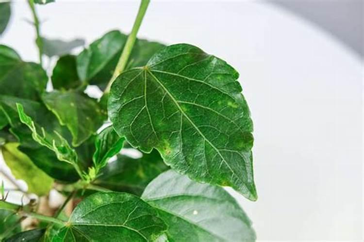 扶桑花要怎样施肥？
