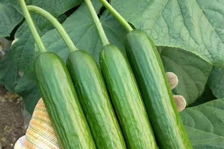 三角梅施什么肥花开满树