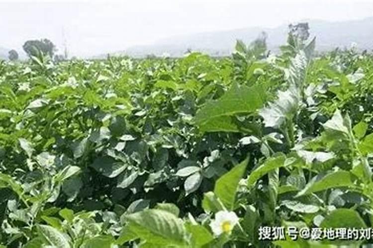 绿色马铃薯栽培技术 马铃薯怎么施肥好