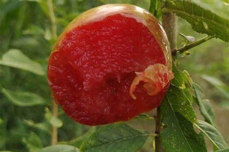 李子树施什么肥好