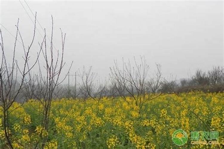 油菜打什么叶面肥抗冻效果好