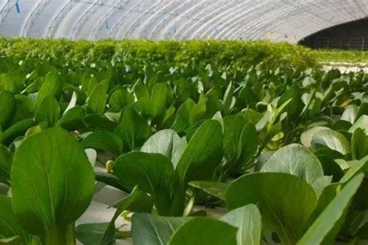 硼肥对油菜的作用及施用方法花卉百科