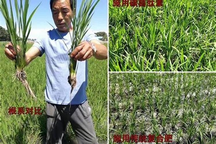 甘庶榨糖后的废去物能做什么