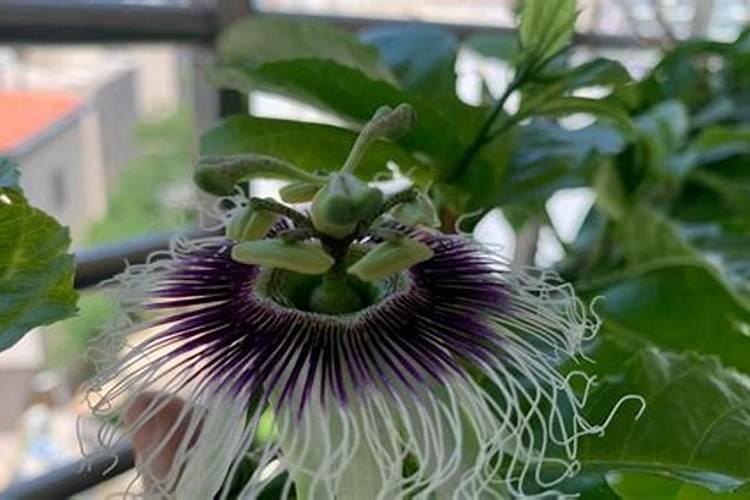 烟台冲施肥叶面肥哪家好