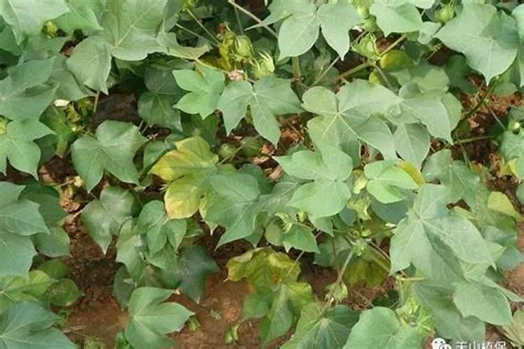 棉花叶子发红发黄用什么药