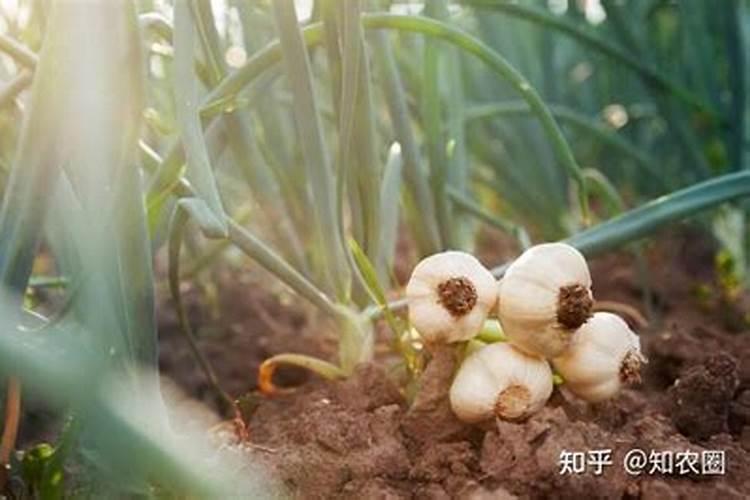 奥洲彬盆景如何上肥,什幺肥最好？何季上肥