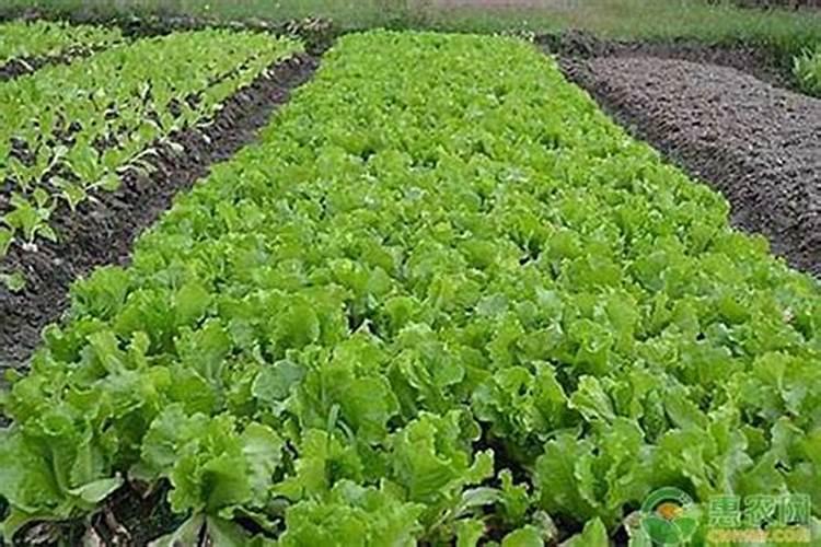 种菜复合肥怎么使用正确 多久施一次