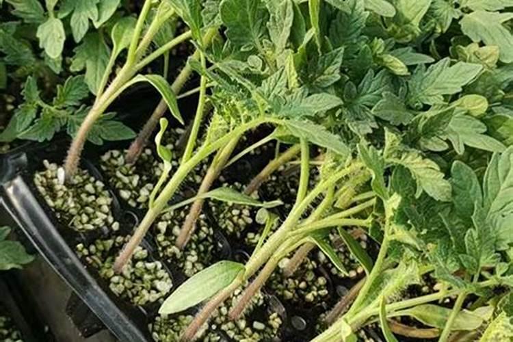 杨桃种植技术