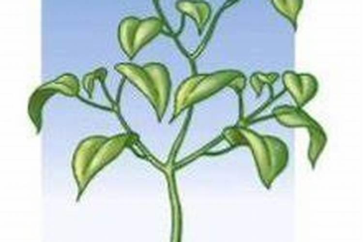 根冠比的根冠比