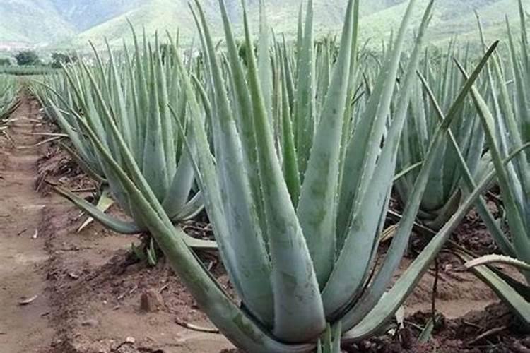 家养芦荟一般施什么肥叶片直挺肥厚？