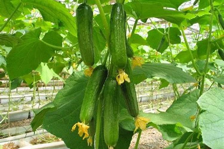 温室黄瓜的施肥原则,温室黄瓜的施肥窍门