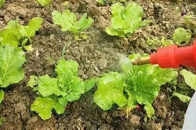 西红柿结果了应该追什么肥