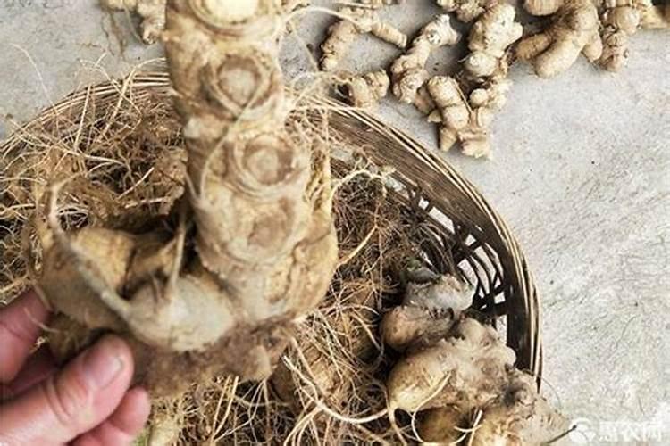 竹节参种植技术