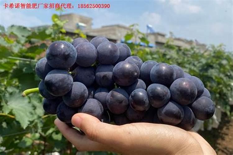 巨峰葡萄全年施肥方案