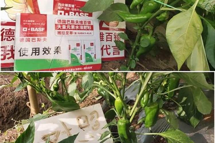 辣椒开花不结果的原因