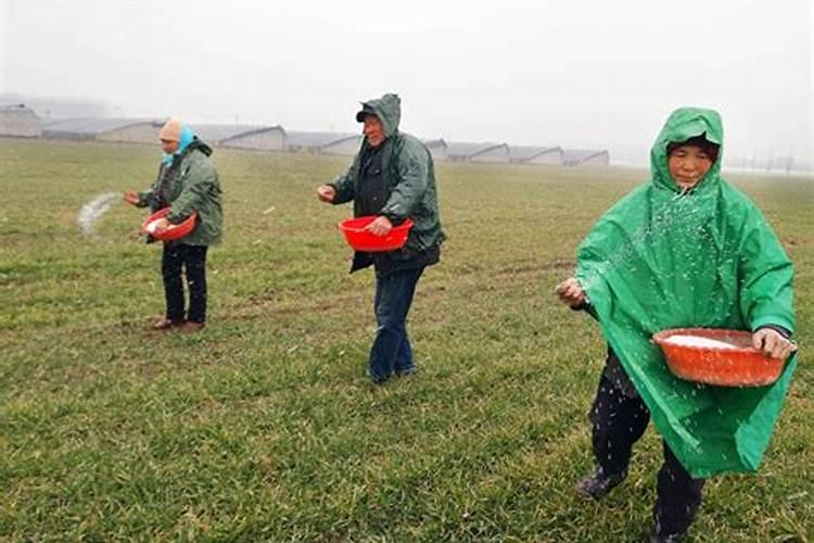 小麦清明前后还能撒尿素吗