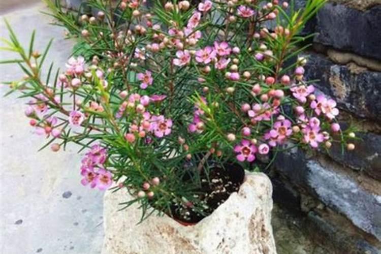 澳洲腊梅需要醒花吗 澳洲腊梅用醒花吗