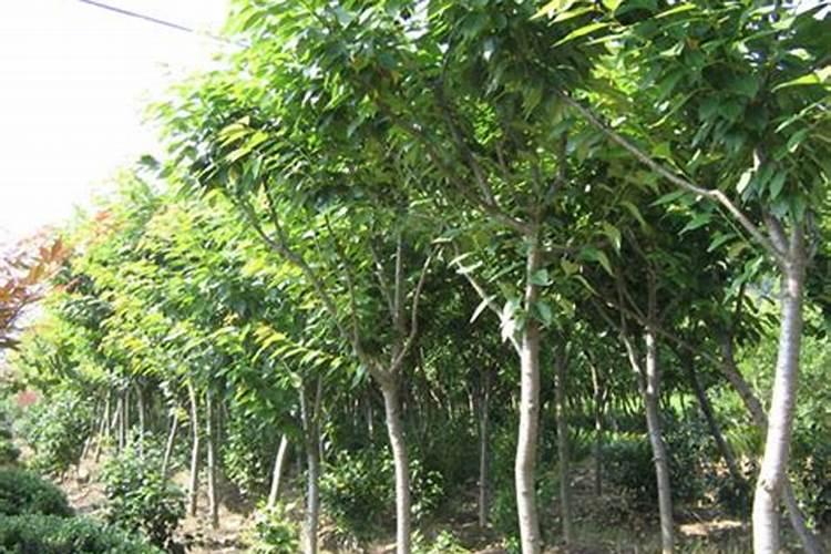 七叶树施肥方法