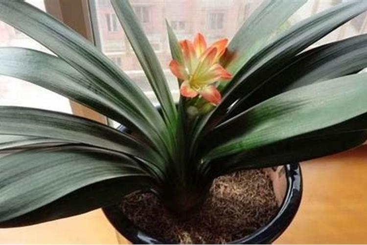 兰花用营养液好吗？