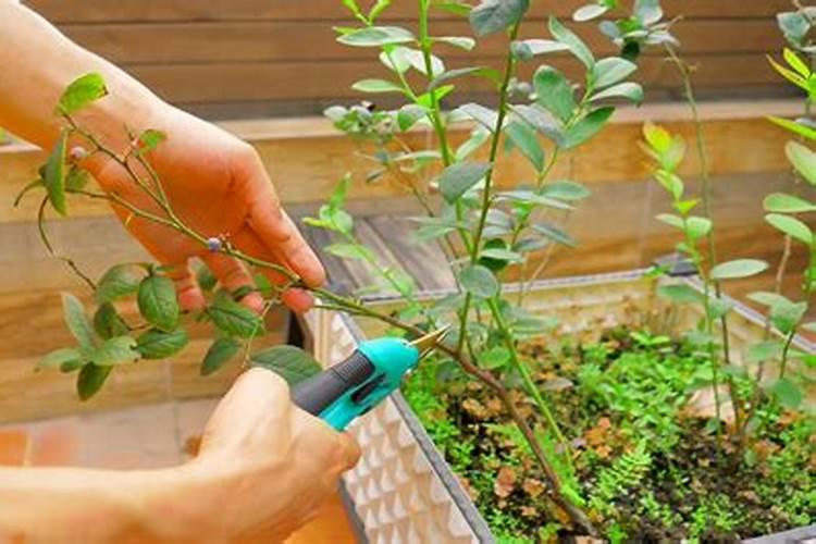 好管理的蓝源蓝莓苗怎样施肥