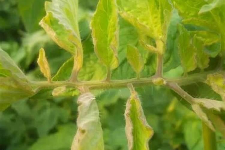 要西红柿硬度好用什么肥料好？