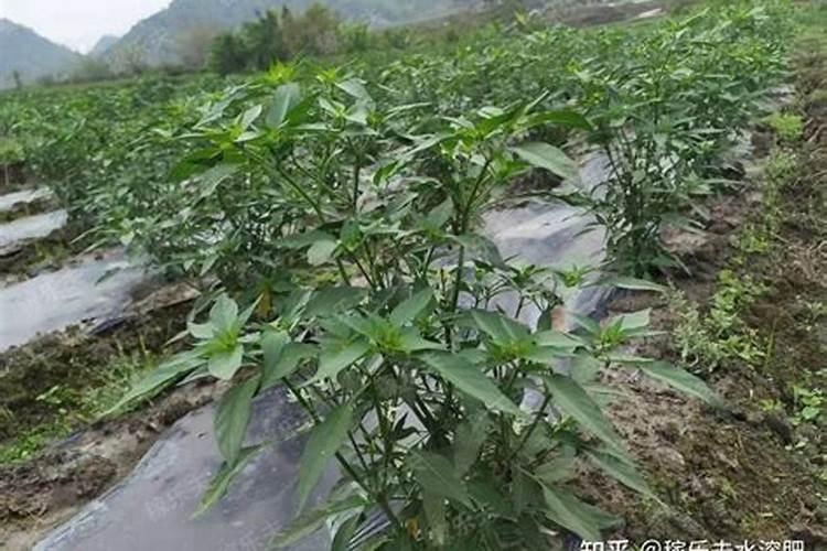 肥料标签登记管理办法规定