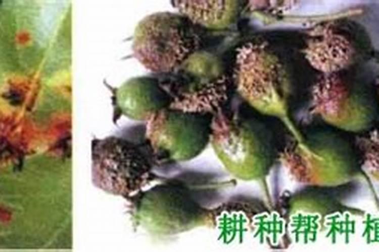 果树幼果期用什么肥料好