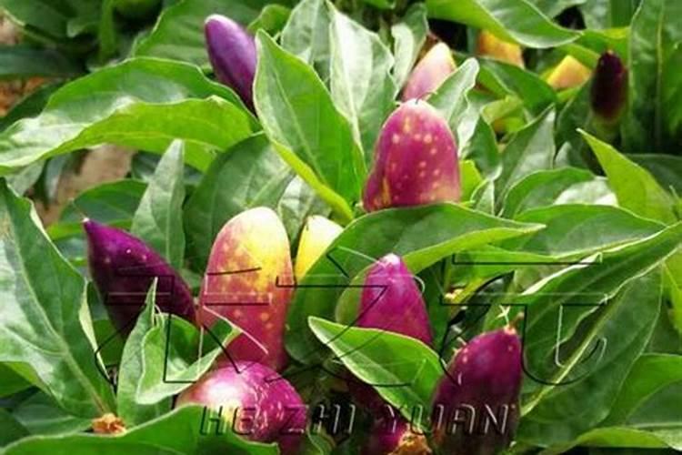 芦荟用什么肥料好