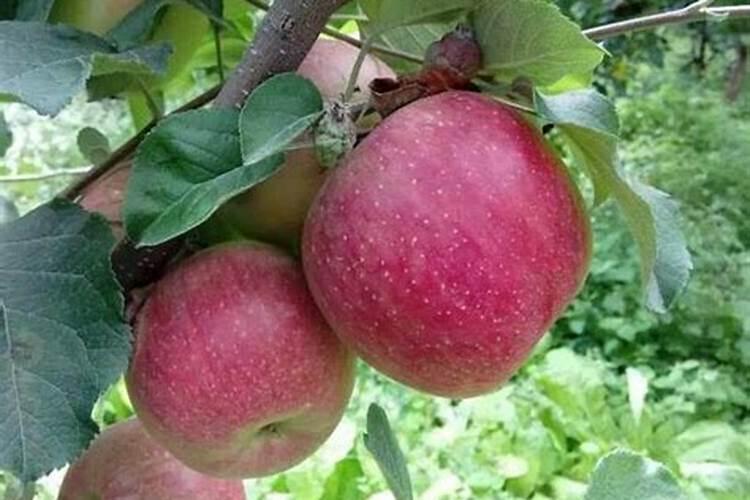 棉花喷施增产套餐哪种好？棉花种植管理怎么施肥产量高