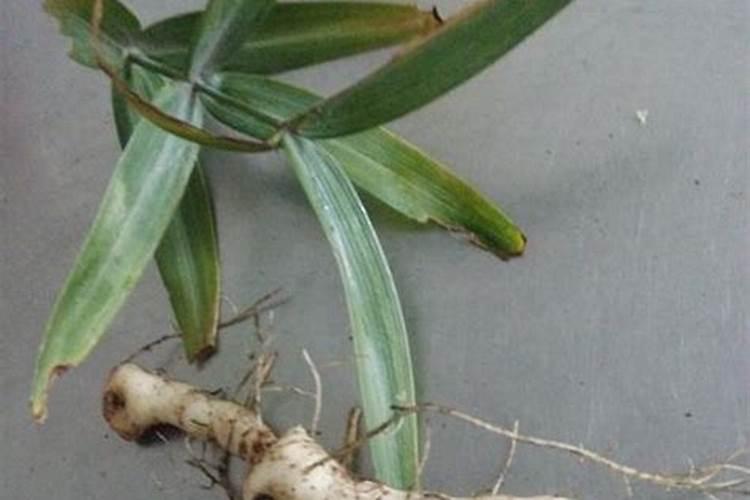 钾肥怎么施效果好？