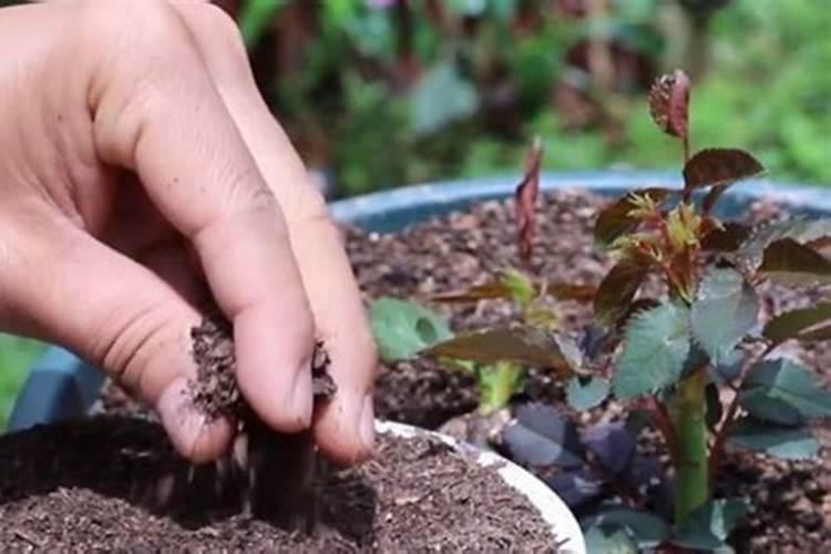 玛格丽特怎么施肥