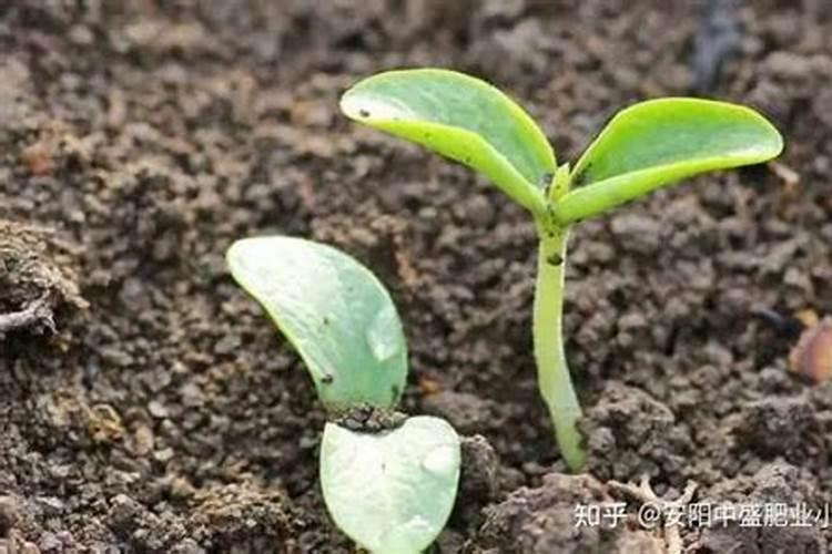 种植南瓜需要的氮磷钾肥比例