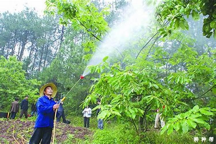 板栗栽培板栗园土壤怎么叶面喷肥？