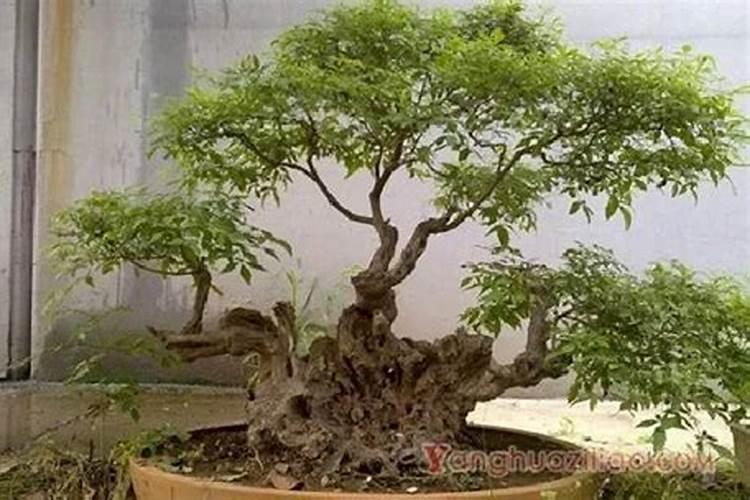 山木香下山桩怎么栽培