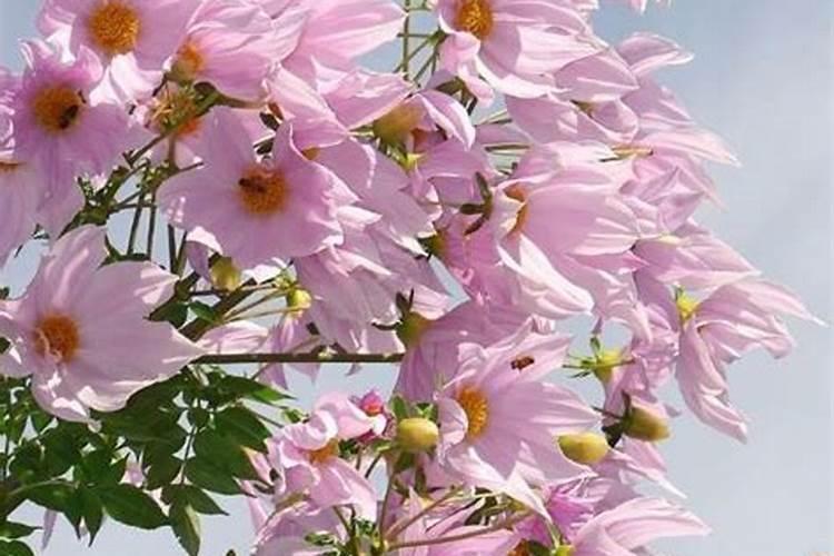 大丽花如何施肥