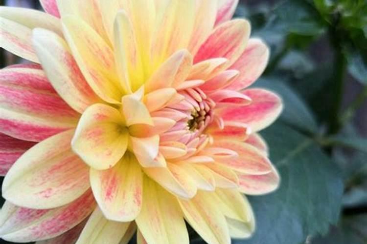 大丽花开花后怎么养 大丽花花期过后处理方法