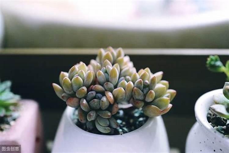 多肉上盆后多久可以施肥