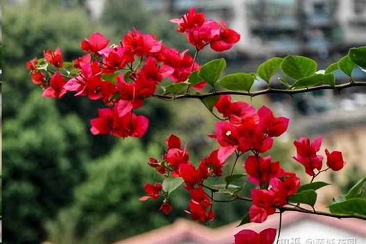 三角梅用什么肥料长得最好