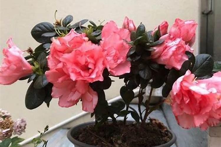 杜鹃花有花蕾能施肥吗